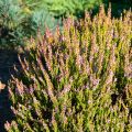 Calluna vulgaris Winter Chocolate