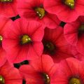 Calibrachoa Lia Dark Red
