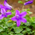 Campânula portenschlagiana Resholt Variety