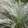 Carex oshimensis Everest®