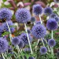 Cardo-azul - Echinops ritro