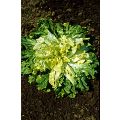 Chicória Escarola Gigante Maraîchère (horticola)