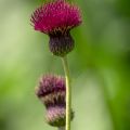 Cirsium rivulare Atropurpureum