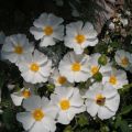 Cistus corbariensis