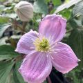 Clematis montana Sans Soucis