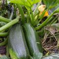 Courgette verde não trepadeira dos horticultores