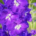 Delphinium Pacific King Arthur