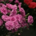 Dianthus plumaris Scent First Tickled Pink