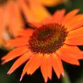 Echinacea Hot Summer