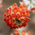 Edgeworthia chrysantha Red Dragon Akebono