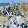 Cardo-marítimo - Eryngium maritimum