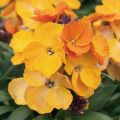 Erysimum Rysi Copper