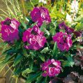 Erysimum Winter Joy Improved