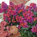 Erysimum Winter Orchid