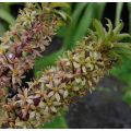 Eucomis pole