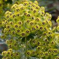 Trovisco-macho - Euphorbia characias