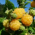 Framboeseiro Golden Everest remontante Bio - Rubus idaeus
