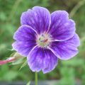Geranium nodosum Clos du Coudray