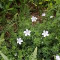 Gerânio-sanguíneo Album - Geranium sanguineum