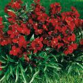 Erysimum Bedder Vulcan em sementes