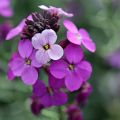 Erysimum Poem Lavender
