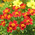 Cravo-túnico anão Paprika em sementes - Tagetes tenuifolia