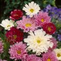 Cosmea Double Click Mixed em sementes