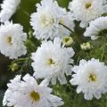 Cosmea Double Click Snow Puff em sementes
