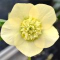 Helleborus orientalis Anemone Amarela