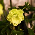 Helleborus orientalis Double Amarela
