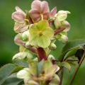 Helleborus sternii - Heléboro rosa