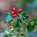 Ilex aquifolium