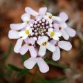 Iberis sempervirens Pink Ice®