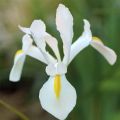Iris hollandica White Excelsior