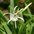 Hymenocallis festalis Branca