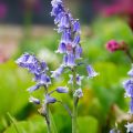 Jacinto-dos-bosques - Hyacinthoides hispanica