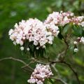 Kalmia latifolia