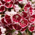 Kalmia latifolia Pinwheel