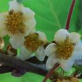 Kiwi Atlas macho - Actinidia deliciosa