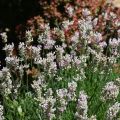 Lavande - Lavandula angustifolia Rosea