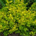 Alfeneiro-dourado - Ligustrum vicaryi