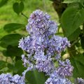Syringa vulgaris Capitaine Baltet