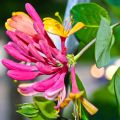 Madressilva Gold Flame - Lonicera heckrottii