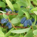Lonicera kamtschatica Sweet Myberry