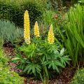 Lupinus Chandelier Amarelo