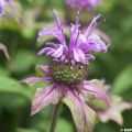 Monarda fistulosa subsp. menthifolia