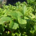 Hortelã-marroquina - Mentha spicata Nannah