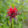Monarda Cambridge Scarlet