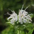 Monarda Schneewittchen