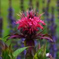 Monarda × fistulosa Scorpion